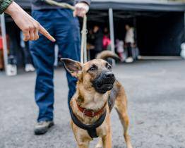 Zapojte se do akce Vánoce v útulku a zpříjemněte svátky němým tvářím v nouzi