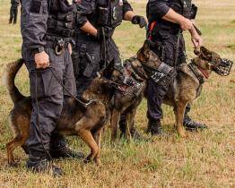 Psovodi ve Zlíně vypátrali zloděje s lupem za 10 tisíc korun. Bezpečnostní čip jim měl někdo schválně strčit do batohu