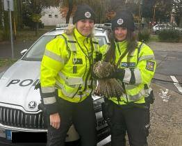 Mise byla úspěšná! Policistky zachránily zraněné káně ležící na dálnici