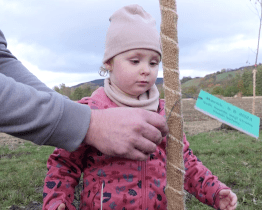 Alej života v Kyjově už tvoří na dvě stě stromů