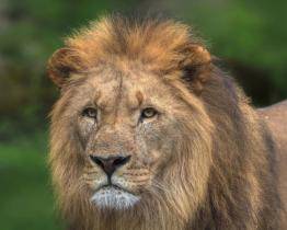 Ve zlínské zoo vznikne první záchranné centrum pro lvy v ČR. S financováním pomůže i veřejnost