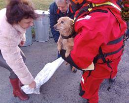 Pes spadl do potoka, na pomoc mu přijeli hasiči