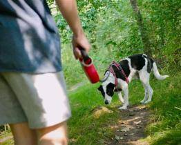 Otrokovice po deseti letech zvyšují poplatek za psy