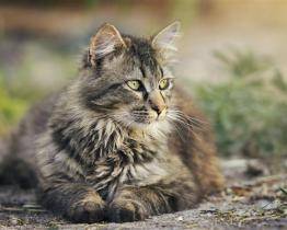 Ve Valašském Meziříčí si pochvalují kastrační program pro kočky