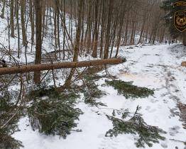 Neděle pohledem hasičů: popadané stromy, přimrzlý opeřenec a vánoční stromeček uvízlý v koruně stromu
