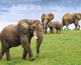 Rok 2023 byl druhým nejúspěšnějším rokem v historii zlínské zoo. Jejími branami prošlo přes 770 tisíc lidí!