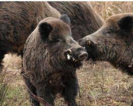 Přemnožená divoká prasata dál trápí Zlín. Za uloveného divočáka město vyplácí 5000 korun 
