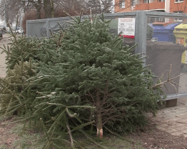 V Hradišti opět začne sběr vysloužilých vánočních stromků