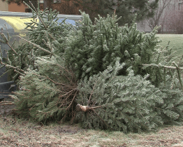 Sběr vánočních stromků začne ve Zlíně v pondělí 8. ledna