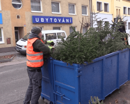 Vánoční stromky poslouží místo mulčovací kůry