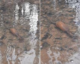 V potoce Kudlovické doliny byl nalezen granát. Pyrotechnik nařídil řízený odpal