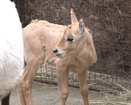 Baby boom odstartoval u přímorožců a gekonů