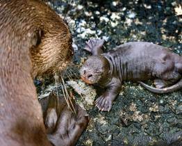 Zlínské zoo se znovu podařilo odchovat vydry obrovské! Trojice vydrýsků je zatím k vidění v tropické hale