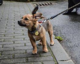 V útulku na Vršavě přivítají jaro benefiční akcí. Čtyřnohé kamarády můžete vyvenčit i finančně podpořit
