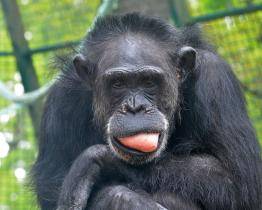 Hodonínská zoo přišla o Zuzanu. Oblíbená šimpanzice se dožila 51 let