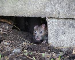 Stop potkanům! Ve Zlíně a příměstských částech začala jarní deratizace