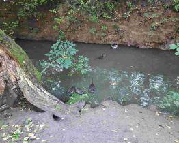 Nutrie ve Zlíně ničí břehy. Lidé nerespektují zákaz krmení