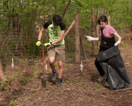 Brodští gymnazisté opět zalesňují holiny po kůrovcové kalamitě 