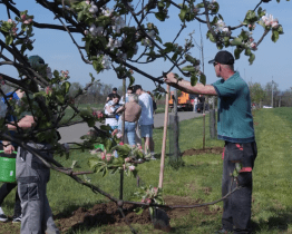 V aleji života přibylo pětadvacet ovocných stromů