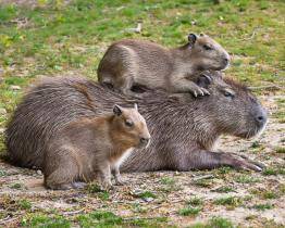 Radost ve zlínské zoo! Začátkem dubna zde přišlo na svět šest malých kapybar