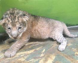 Hodonín hlásí chovatelský úspěch. Na mládě lva berberského si ale návštěvníci počkají