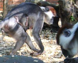 Hodonínská zoo hlásí prvoodchov mangabeje rudohlavého
