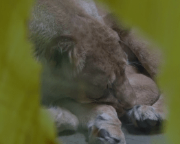 V hodonínské zoo se narodila vzácná lví slečna