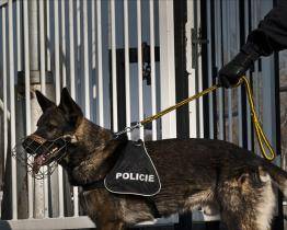 Zloději chtěli ze sklepa bytového domu v centru Zlína ukrást kolo. Vyčenichal je policejní pes