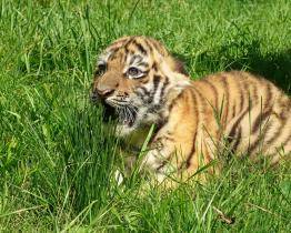 Ve zlínské zoo se narodilo mládě tygra ussurijského. Návštěvníci ho mohou vidět díky nově nainstalované obrazovce