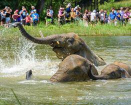 Tropické teploty zvládají zvířata ve zlínské zoo bez problémů. Dostávají i speciální zmrzliny