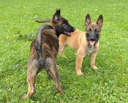 Tony, Baba Jaga, Akim, Kessy a Baron. Zlínští kynologové mají pět nových štěňat