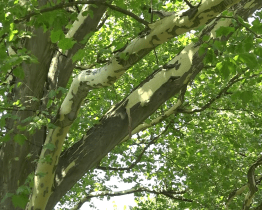 Ve Smetanových sadech provedou odborníci ořez stromů