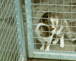 Zvířecí útulek ve Vsetíně prochází postupnou přeměnou