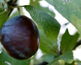 Kraj podpoří místní zemědělce i vinaře