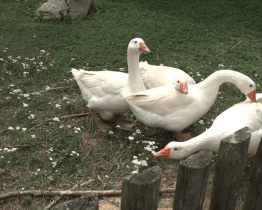 Děti si zase užívají léto na Rochusu