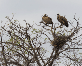 Zlínská zoo pomáhá zachránit ohrožené supy v Africe