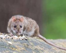 Ve Zlíně bude v září probíhat deratizace potkanů