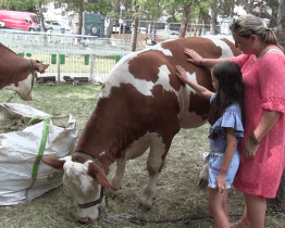 Kyjovští chovatelé vystavili králíky, drůbež, holuby, ale i krávy