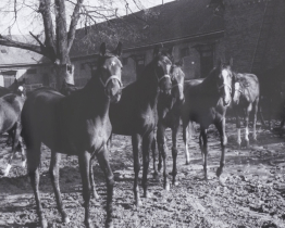 Výstava v muzeu zachycuje dávný život místního hřebčína