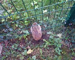 Zlínským strážníkům se podařilo vyndat ježka z klece