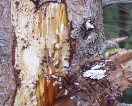 Kůrovec se přestěhoval na Vsetínsko