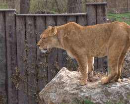 Hodonínská zoo hlásí tři mláďata lva berberského, ve světě je jich jen stovka