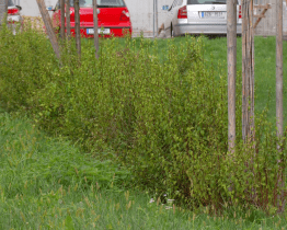 V Uherském Hradišti se vysadí nové stromy a keře