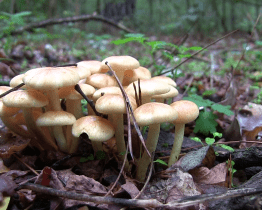 Dům přírody nabízí houbařskou poradnu