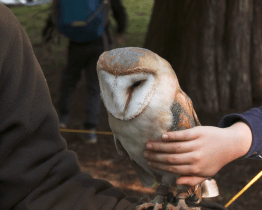 Sad Svobody ožil Stromovými slavnostmi