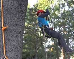 Během oslavy Dne stromů představili v Hodoníně práci arboristů