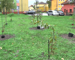 Během podzimu se v Hodoníně vysadí na 400 stromů