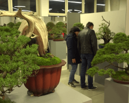 Ve Starém Městě se konala výstava evropských bonsají