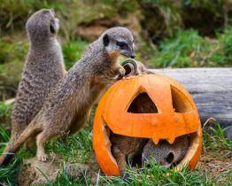 Strašidelná výzdoba přilákala do zlínské zoo neuvěřitelných 35 tisíc návštěvníků