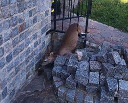 Čtvrtek pohledem hasičů: záchrana srnky v nesnázích a kuriózní nehoda popelářského auta